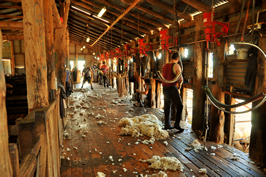 Steam Plains Shearing 022572  © Claire Parks Photography 